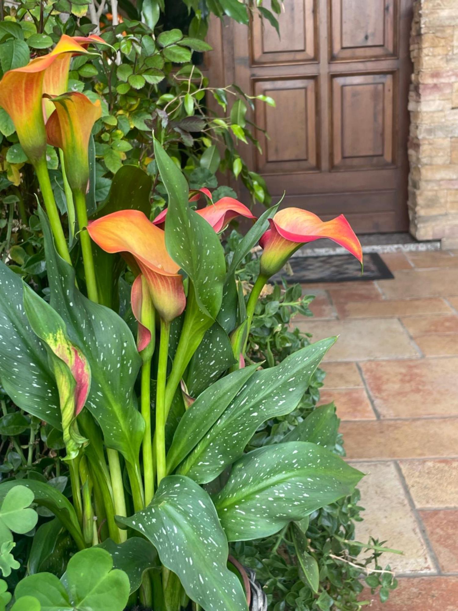 Il Giardino Di Emilia - Intero Appartamento In Villa Con Giardino Privato E Piscina Estiva Pontirolo Nuovo Buitenkant foto