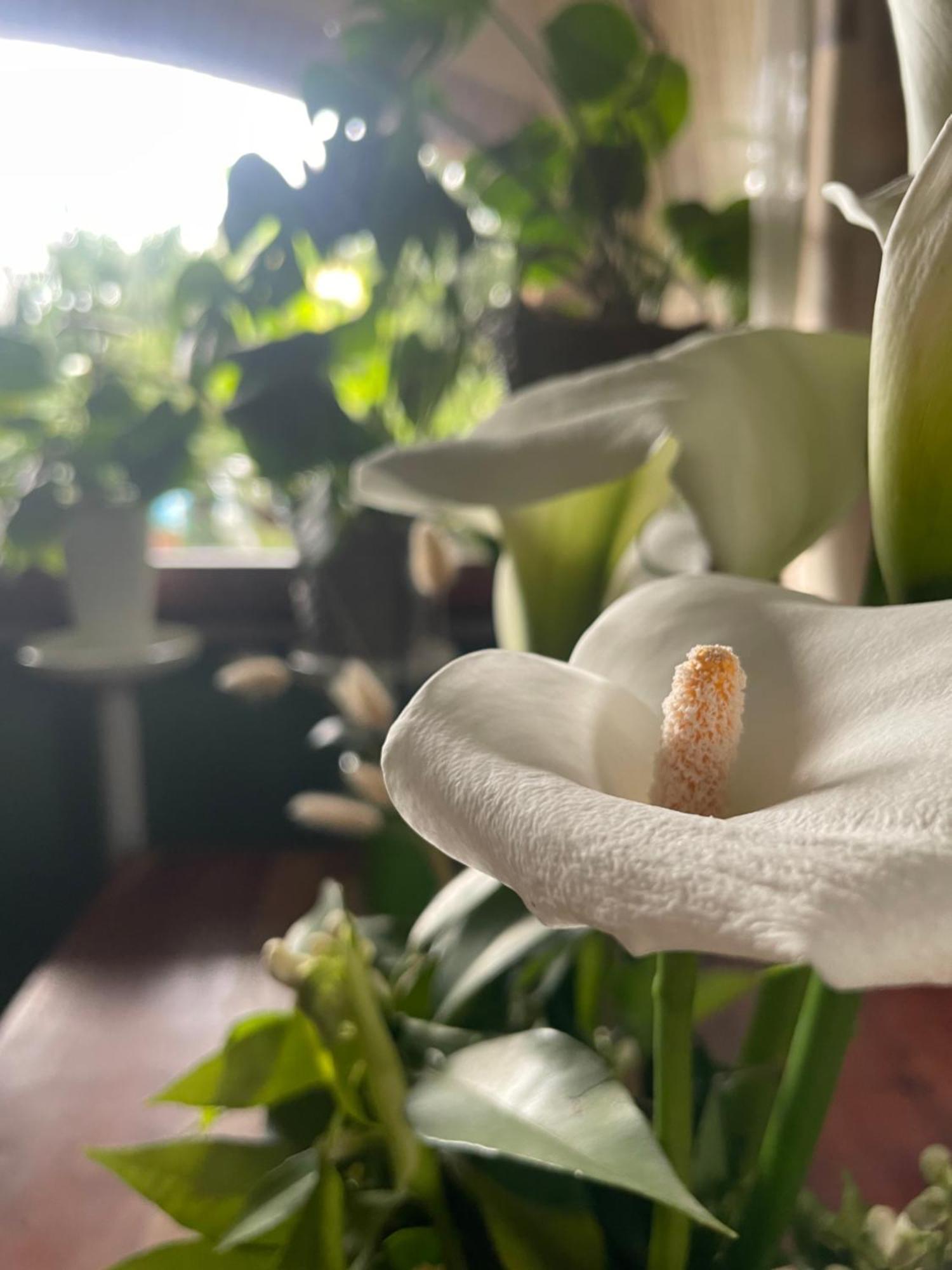 Il Giardino Di Emilia - Intero Appartamento In Villa Con Giardino Privato E Piscina Estiva Pontirolo Nuovo Buitenkant foto